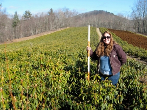 Shelby in the infinity field of Hybrid Rhododendron